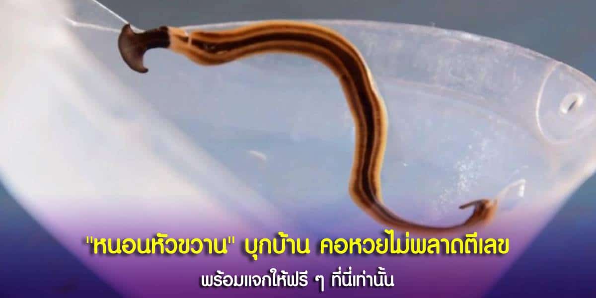 หนอนหัวขวาน บุกเข้าบ้าน