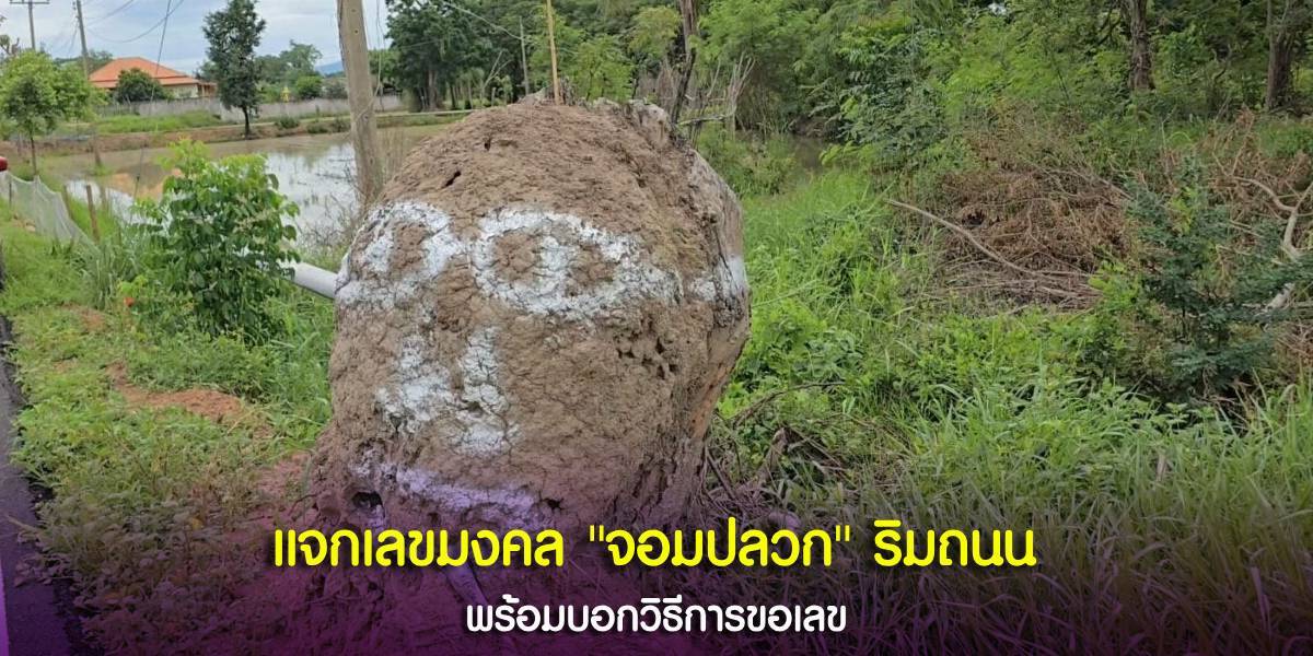 เปิดเลขเด็ด “จอมปลวก” ที่ขึ้นอยู่ริมถนน มีวัยรุ่นมือดีพ่นสีทำลูกตา